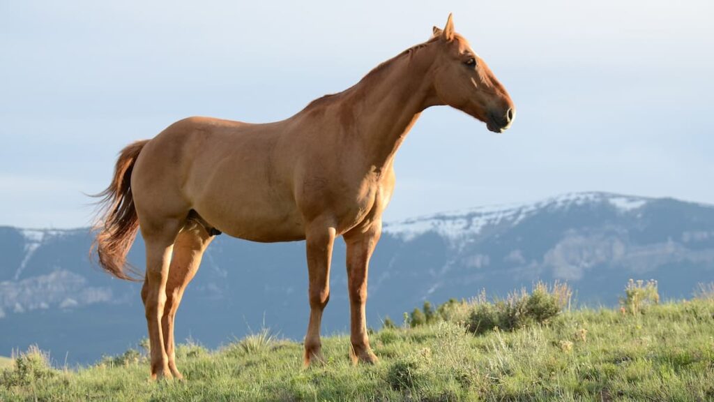 Bienfaits spiruline pour chevaux et poneys