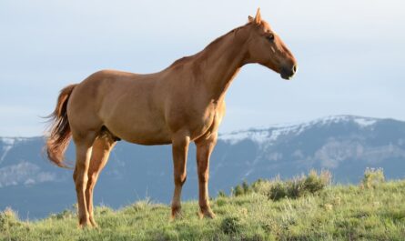 Bienfaits spiruline pour chevaux et poneys