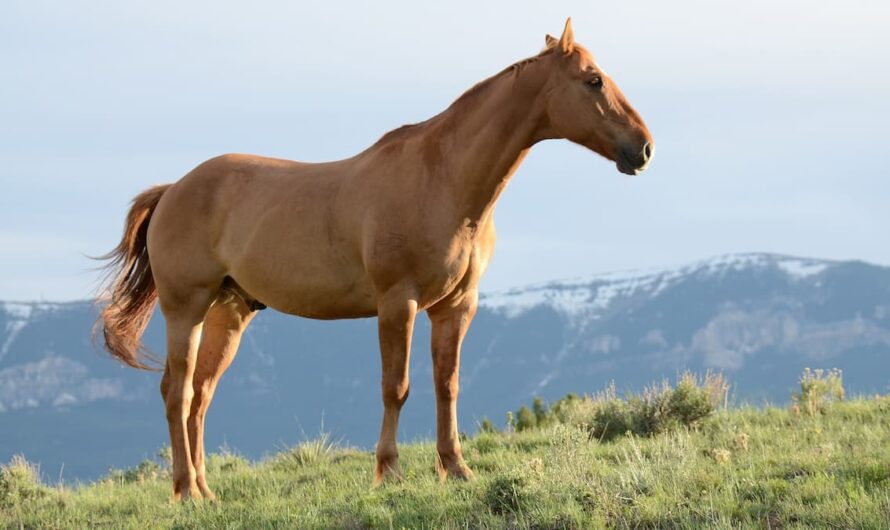 La Spiruline : Un Super Aliment pour la Santé des Chevaux !